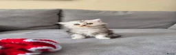 Persian cats for sale: Persian ragdoll / chinchilla kittens - Advert 9