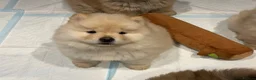 Chow Chow dogs for sale: Beautiful KC Registered Chow Chow Puppies  - Advert 21