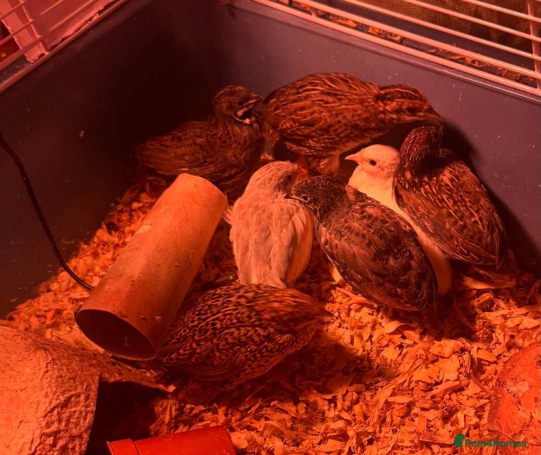 Quail poultry for sale: Beautiful button quail for sale - Advert 3