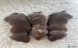 Miniature Dachshund dogs for sale: Miniature dachshund - Image 7