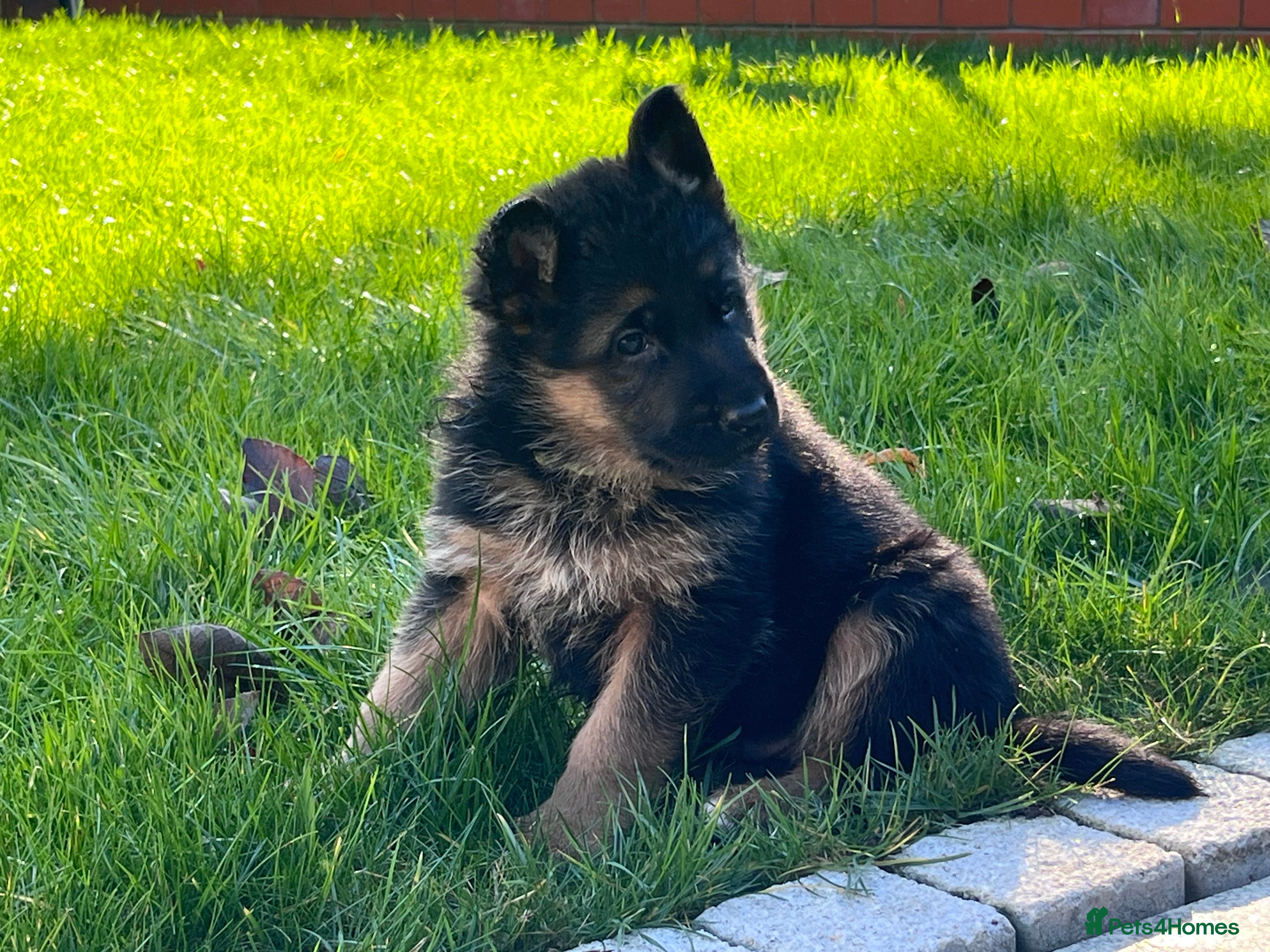 German Shepherd dogs KC reg German shepherd puppies  - Advert 7