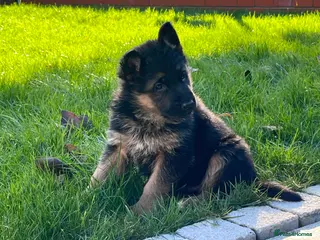 German Shepherd dogs KC reg German shepherd puppies - Advert 7