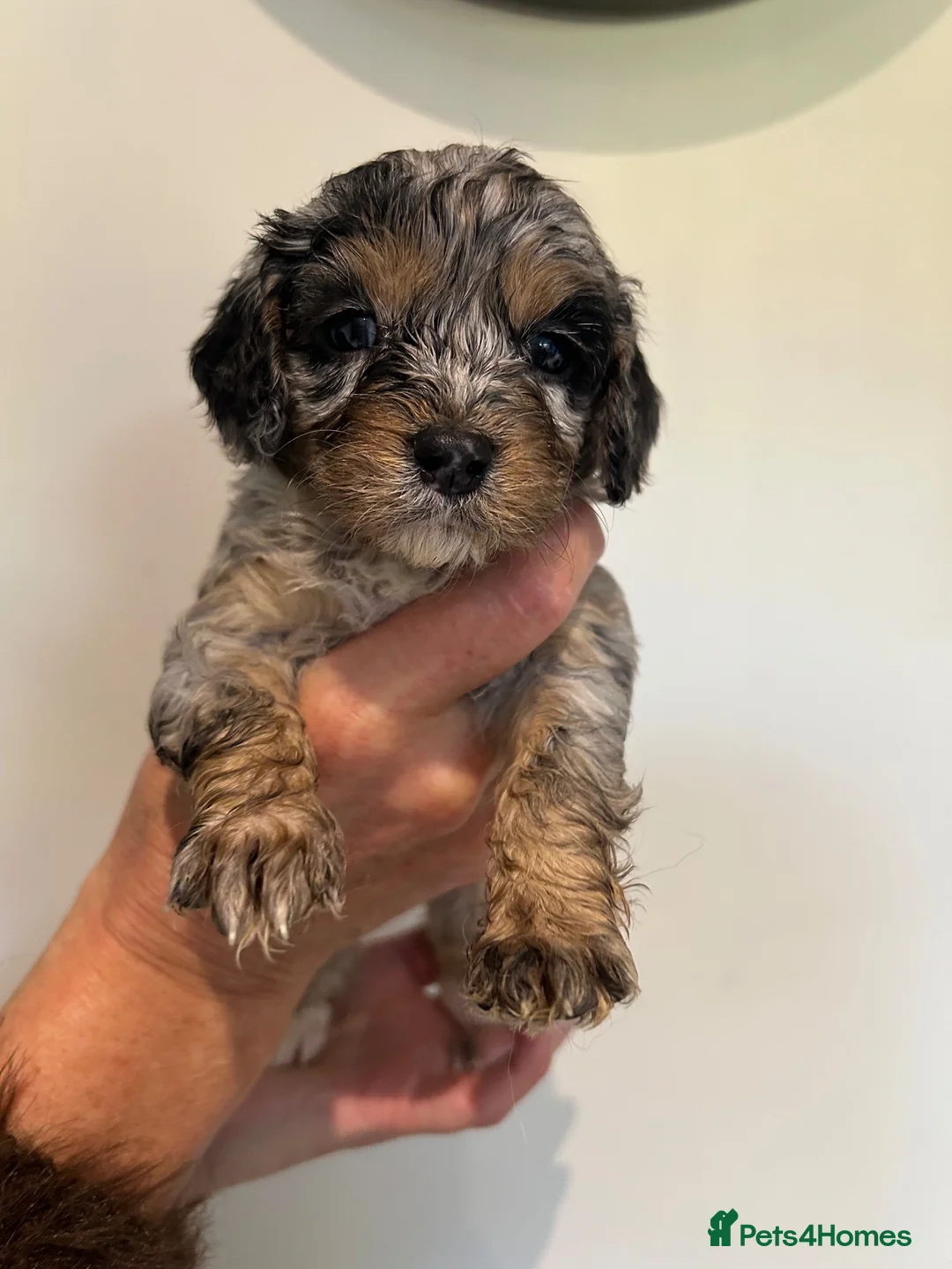 Cavapoo dogs for sale: Cavapoo puppies - Advert 9