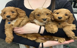 Cockapoo dogs for stud: Proven F/F Red Cockapoo DNA Tested - For Stud in Coventry - Image 20