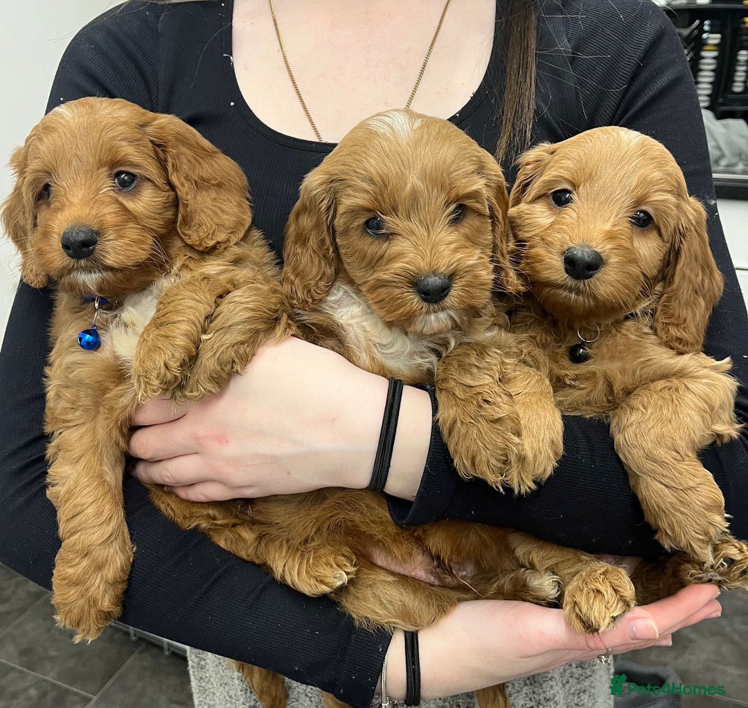 Cockapoo dogs for stud: Proven F/F Red Cockapoo DNA Tested - For Stud in Coventry - Image 20
