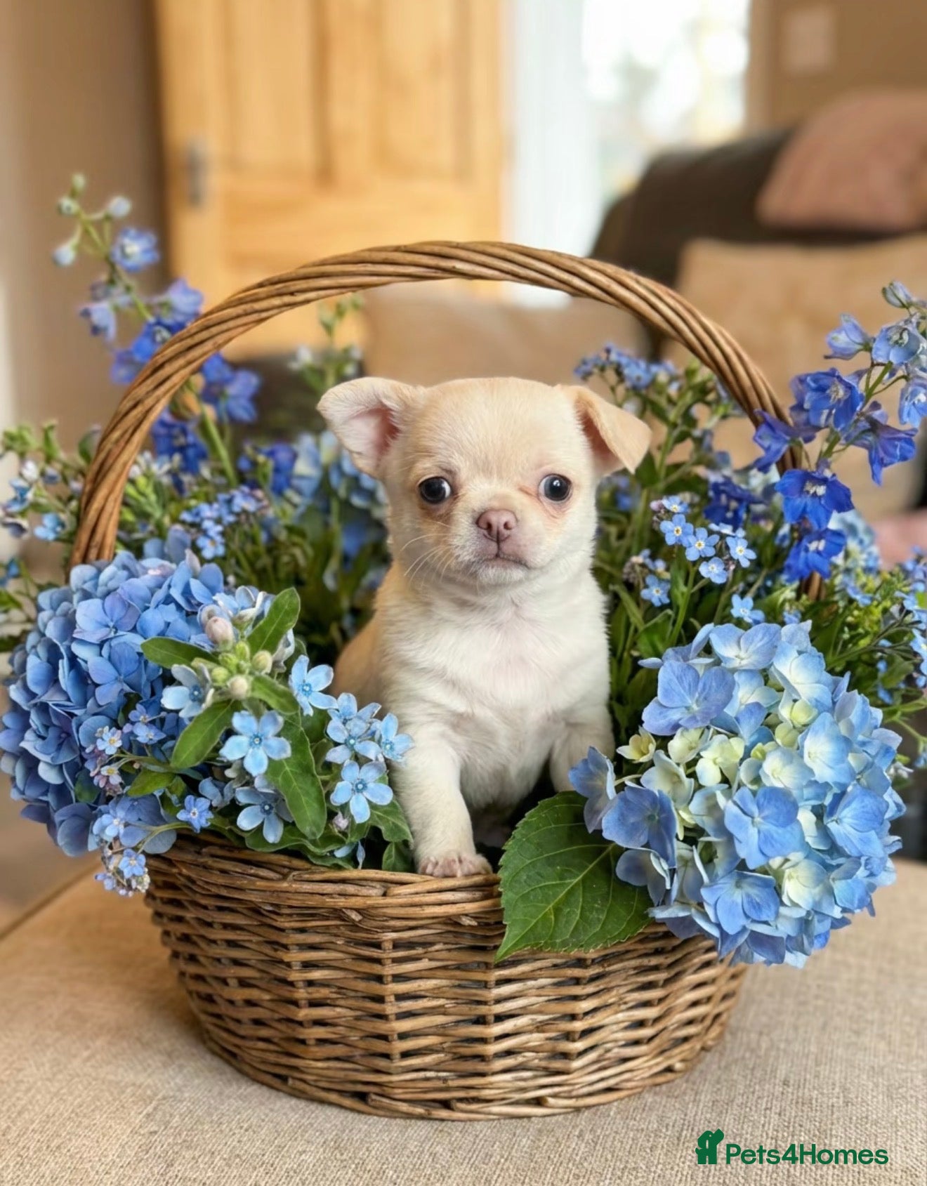 Chihuahua dogs Kc only 1 boy left Beautiful chihuahua - Advert 2