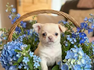 Chihuahua dogs Kc only 1 boy left Beautiful chihuahua - Advert 2