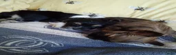 Mixed Breed dogs for sale: Chockie  - Advert 1