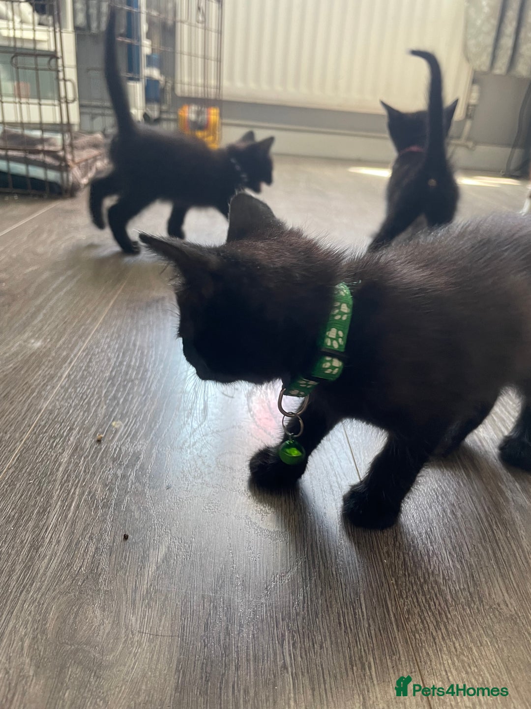 Mixed Breed cats for sale: 2 kittens available  - Image 3