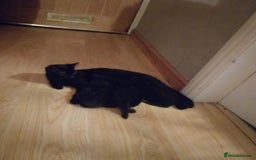 Domestic Shorthair cats for sale: Kittens  - Image 3