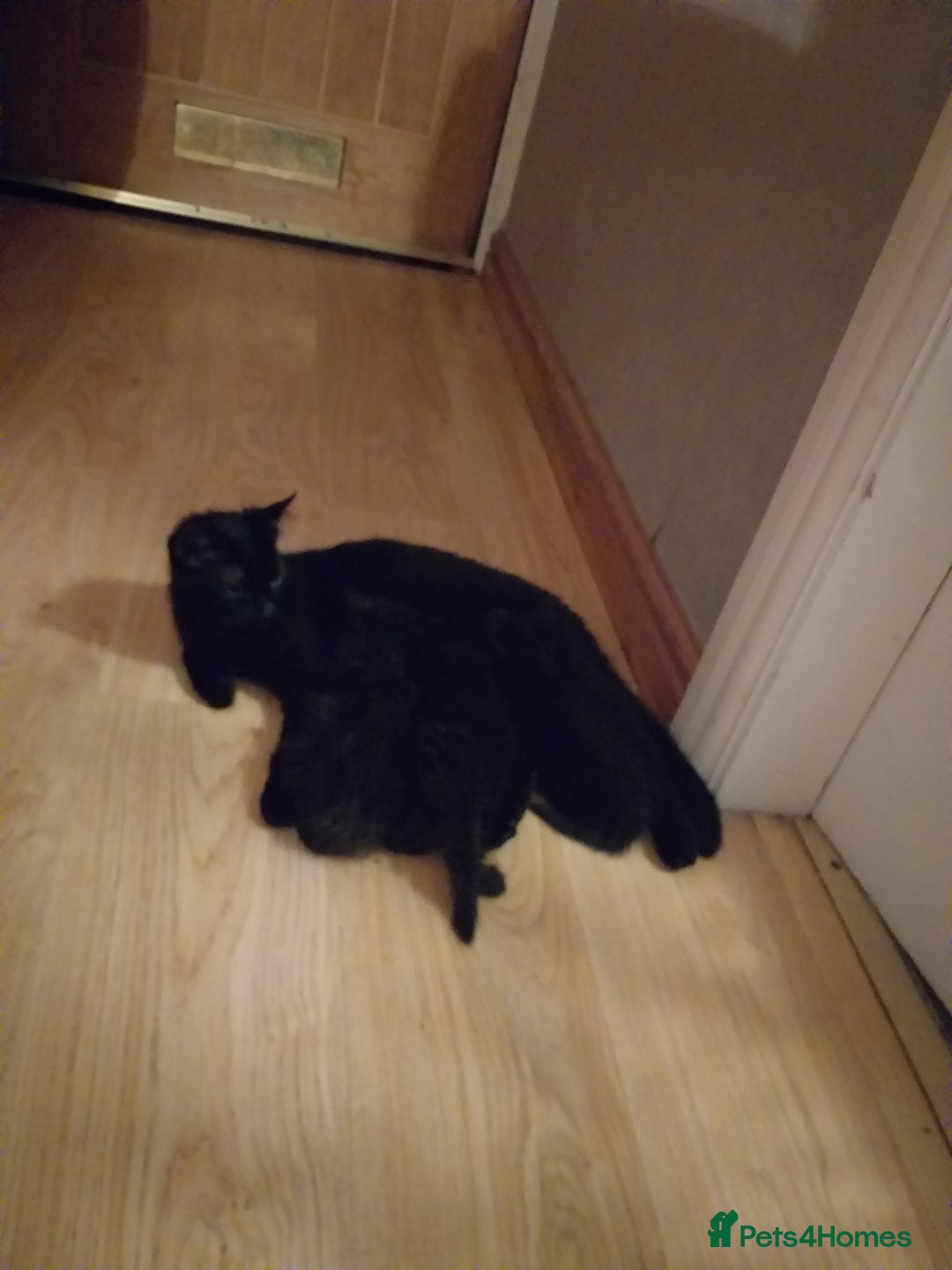 Domestic Shorthair cats for sale: Kittens  - Image 3