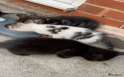Domestic Shorthair cats for sale: Kittens ready for Their forever home 🐾  - Image 11
