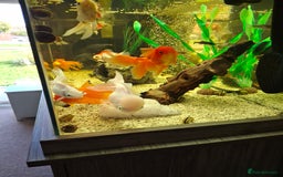 Fancy Goldfish fish for sale: Fancy Goldfish  - Image 5