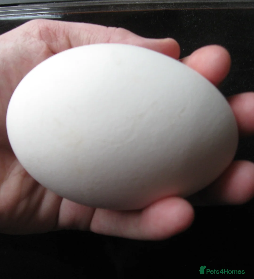 Geese poultry for sale: Fresh goose eggs from our mixed farm flock  - Advert 2