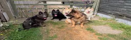 German Shepherd dogs for sale: Apricot/Cream GSD FEMALE  - Advert 33