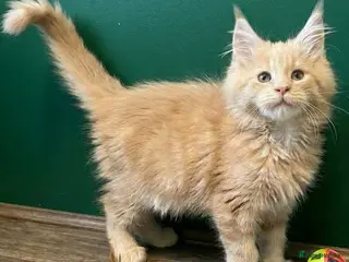 Maine Coon cats Pedigree Maine Coon kittens - Advert 5