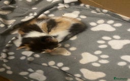 Mixed Breed cats for sale: Gorgeous Maine coon X blue kittens - Image 3