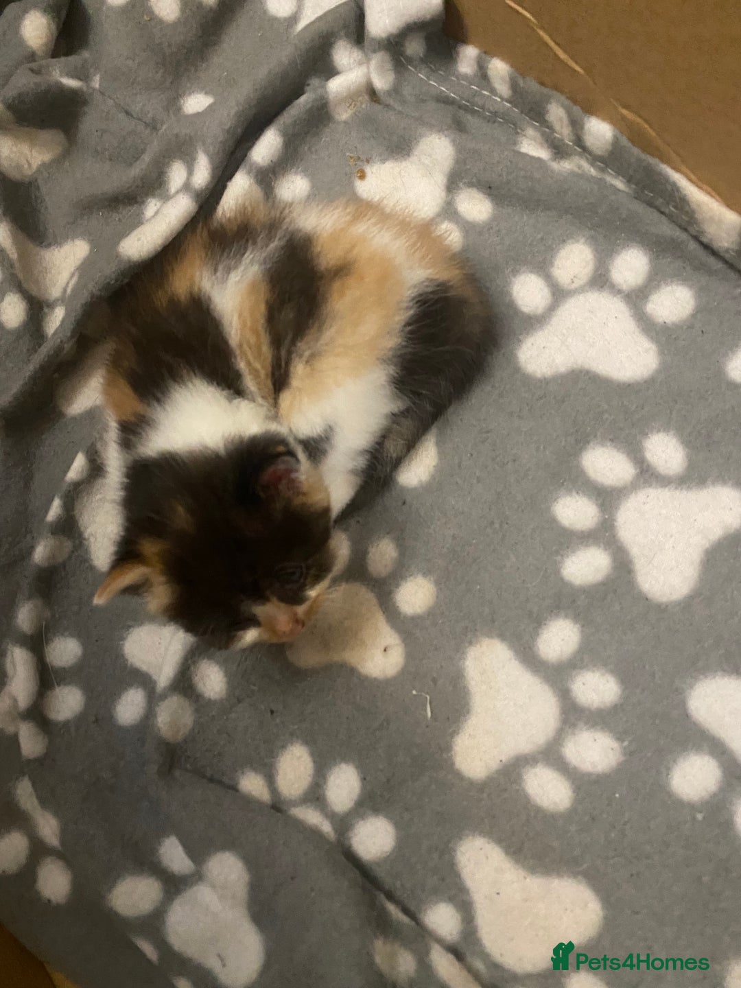 Mixed Breed cats for sale: Gorgeous Maine coon X blue kittens - Image 3