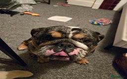English Bulldog dogs for sale: English Bulldog  - Image 3