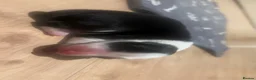 Border Collie dogs for sale: Beautiful Border Collie Puppies - Advert 5