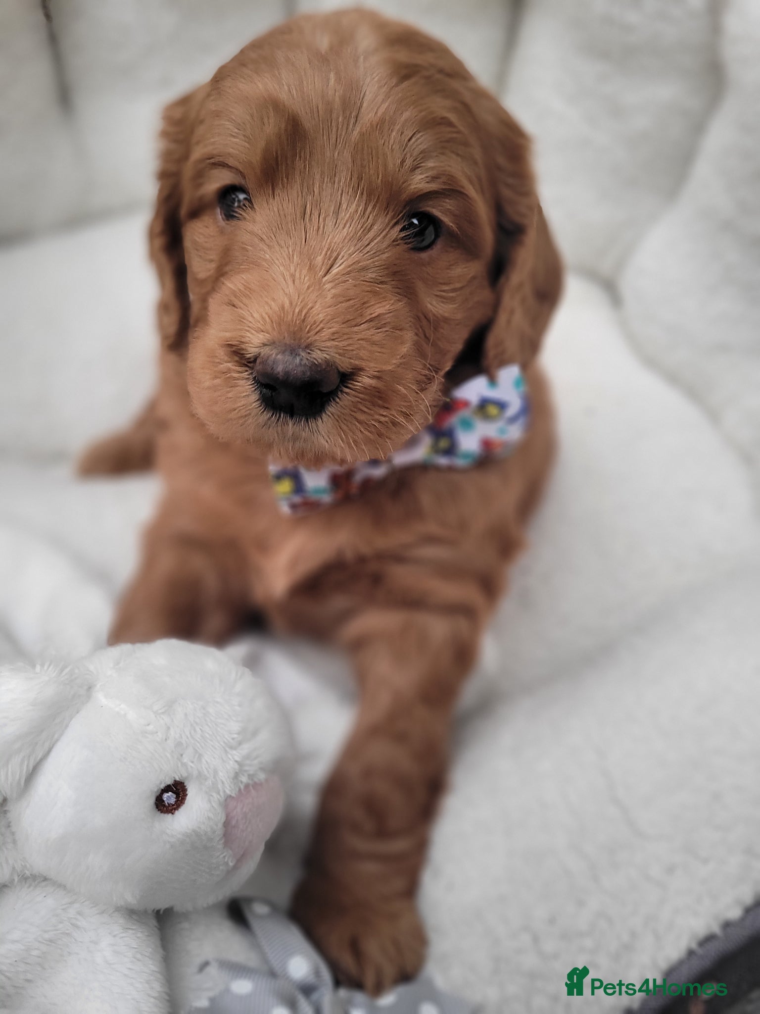 Goldendoodle dogs  F1 Goldendoodles only 1 chunky red boy available  - Advert 1