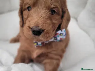 Goldendoodle dogs F1 Goldendoodles only 1 chunky red boy available - Advert 4