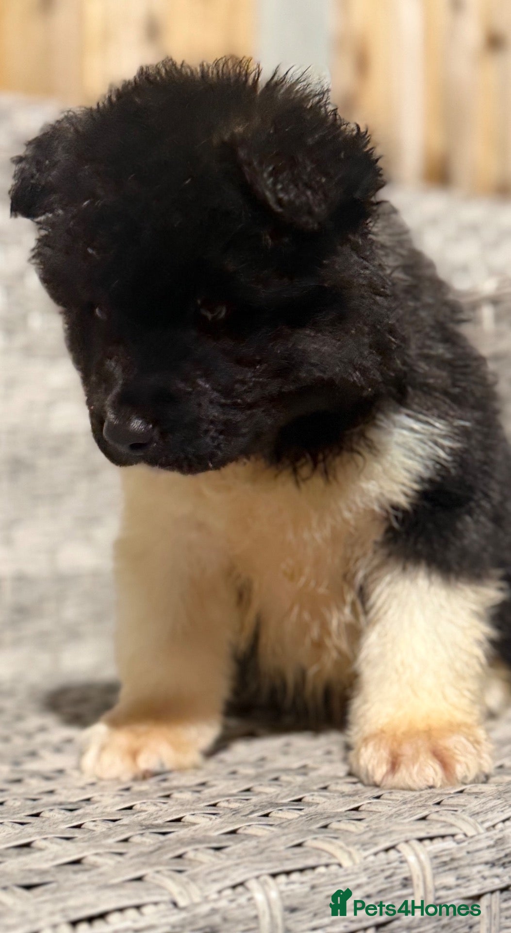 Akita dogs AKITA PUPS! PARENTS KC REGISTERED  - Advert 5