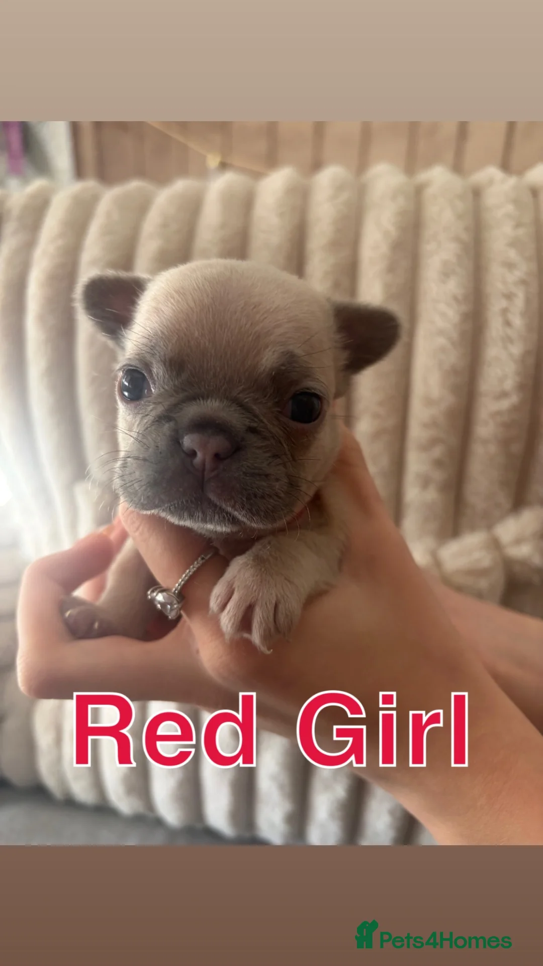 French Bulldog dogs for sale: Beautiful Frenchie Puppies  - Advert 2