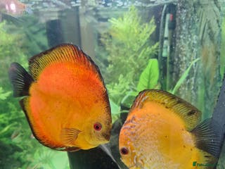 Discus fish Discus Breeding pair - Advert 1