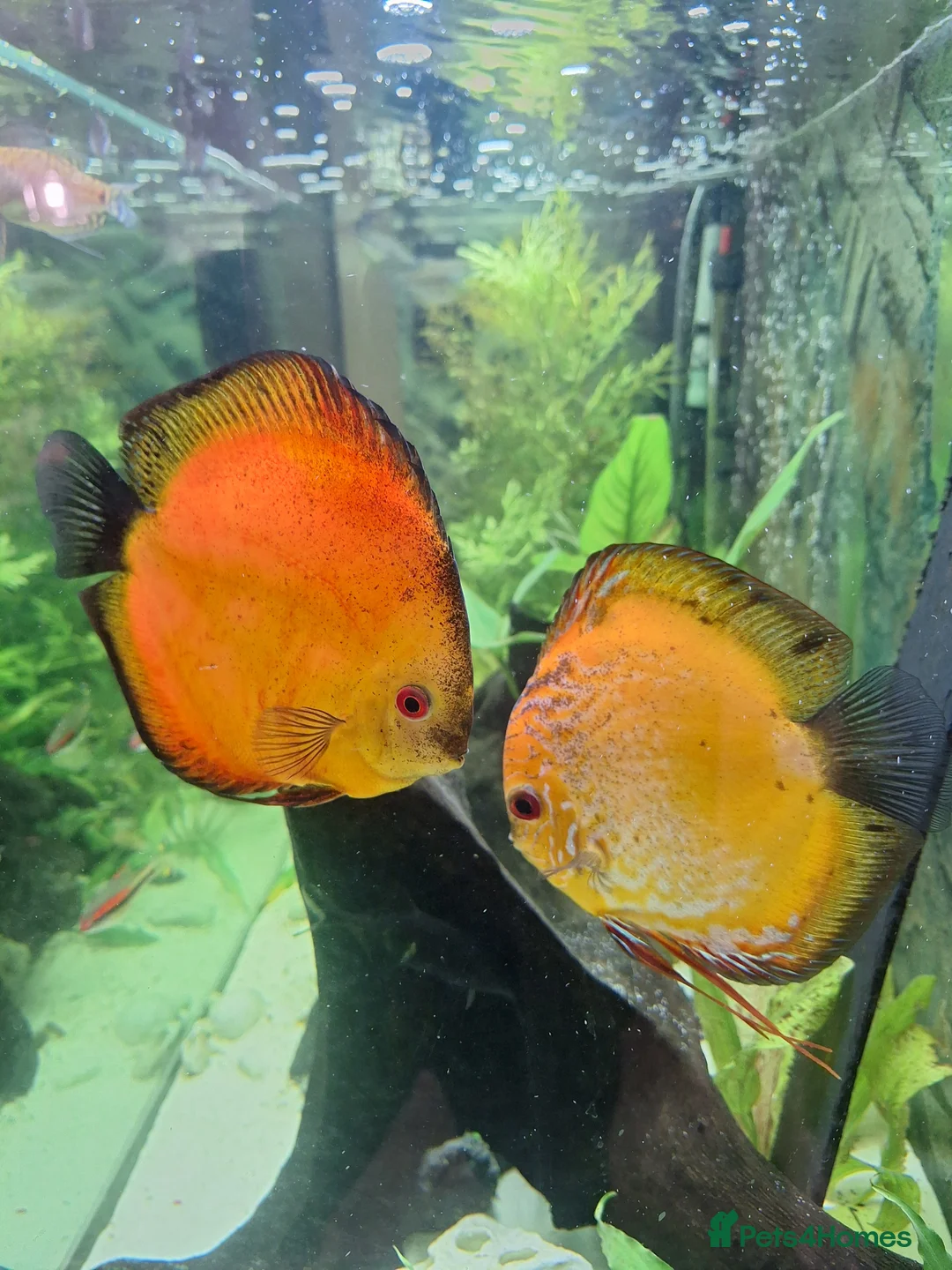 Discus fish for sale: Discus Breeding pair  - Advert 1