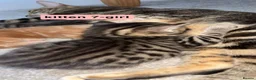 Mixed Breed cats for sale: Bengal - Maincoon mix - Advert 2