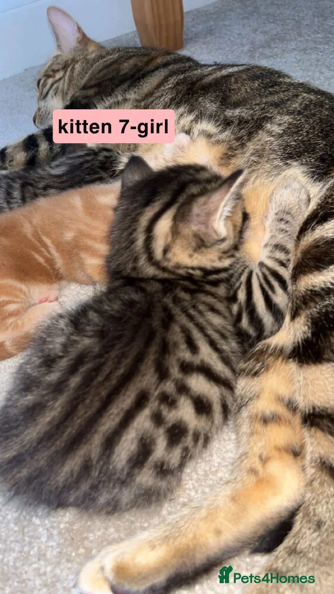 Mixed Breed cats for sale: Bengal - Maincoon mix - Advert 2