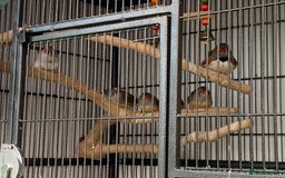 Finches birds for sale: Zebra finches mixed - Image 1