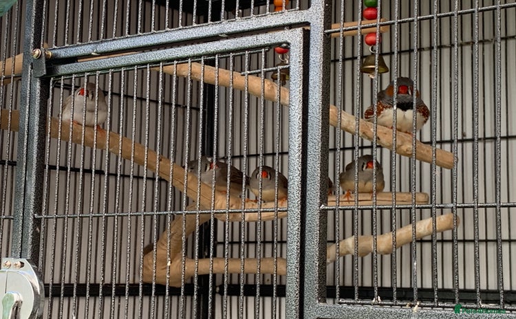 Finches birds - Advert 1