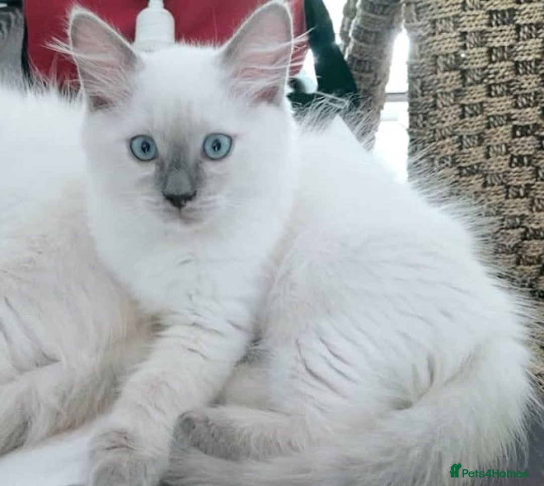 Ragdoll cats for sale: Gorgeous Ragdoll kittens for great homes - Advert 2