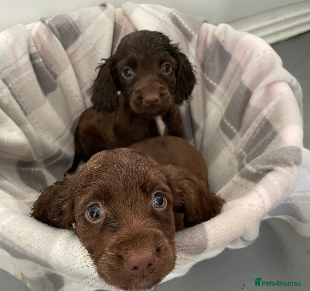 Cocker Spaniel dogs for sale: Cocker spaniel puppies for sale  - Image 2