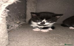 Mixed Breed cats for sale: Female Kittens ready for a new home  - Image 3