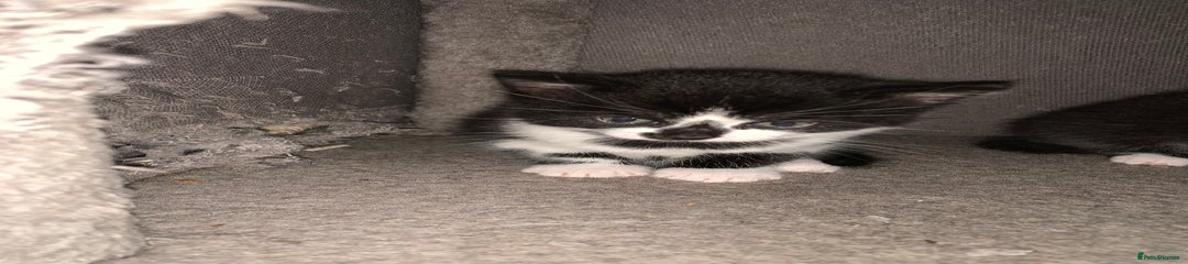 Mixed Breed Kitten 2