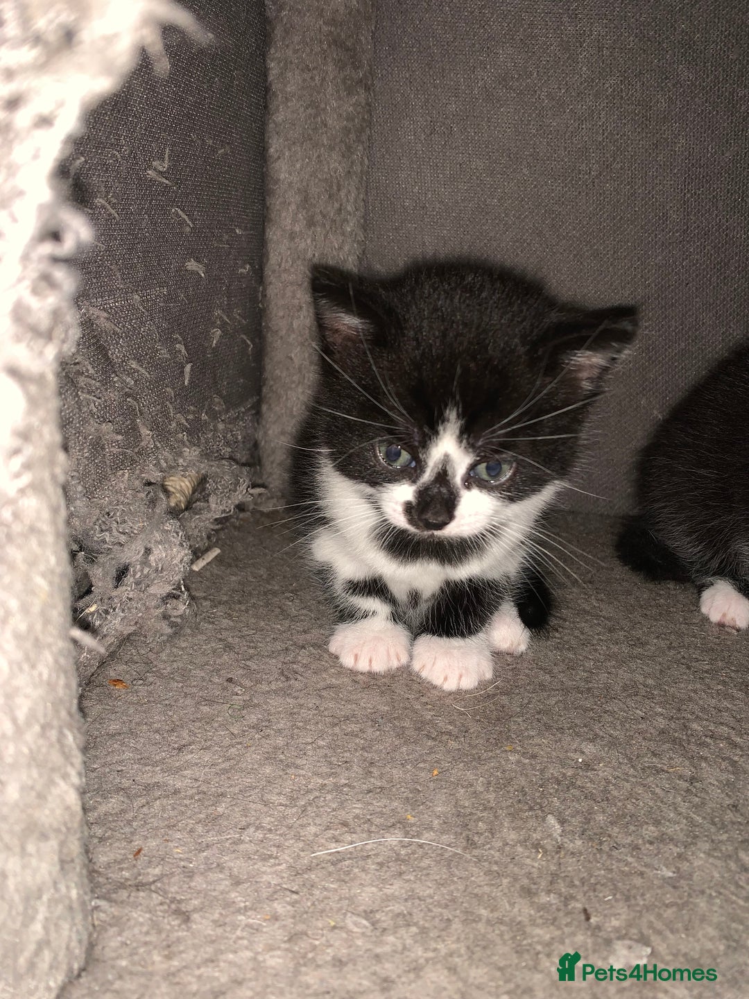 Mixed Breed cats for sale: Female Kittens ready for a new home  - Image 3