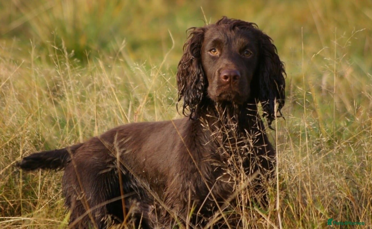 Cocker Spaniel dogs Stunning FTCH Line KC Reg Working Cocker Spaniel - Advert 2