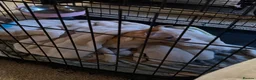 Chihuahua dogs for sale: Litter of 4 chihuahua’s  in Peterborough - Advert 3
