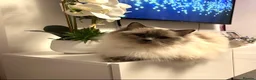 Ragdoll cats for sale: 😽 4 Beautiful Ragdoll Kittens 😽 - Advert 9