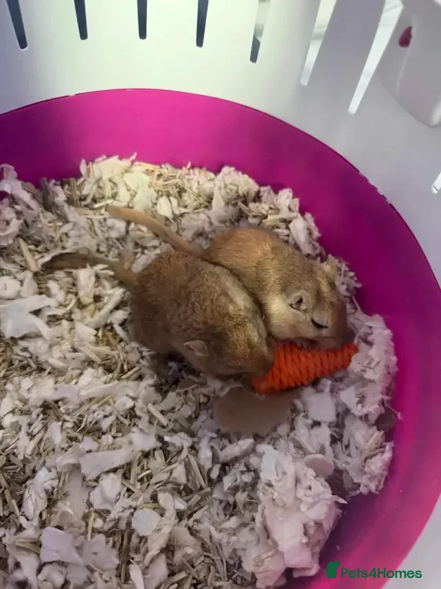 Gerbil rodents 2 Female Mongolian Gerbils + cage + accessories - Advert 1