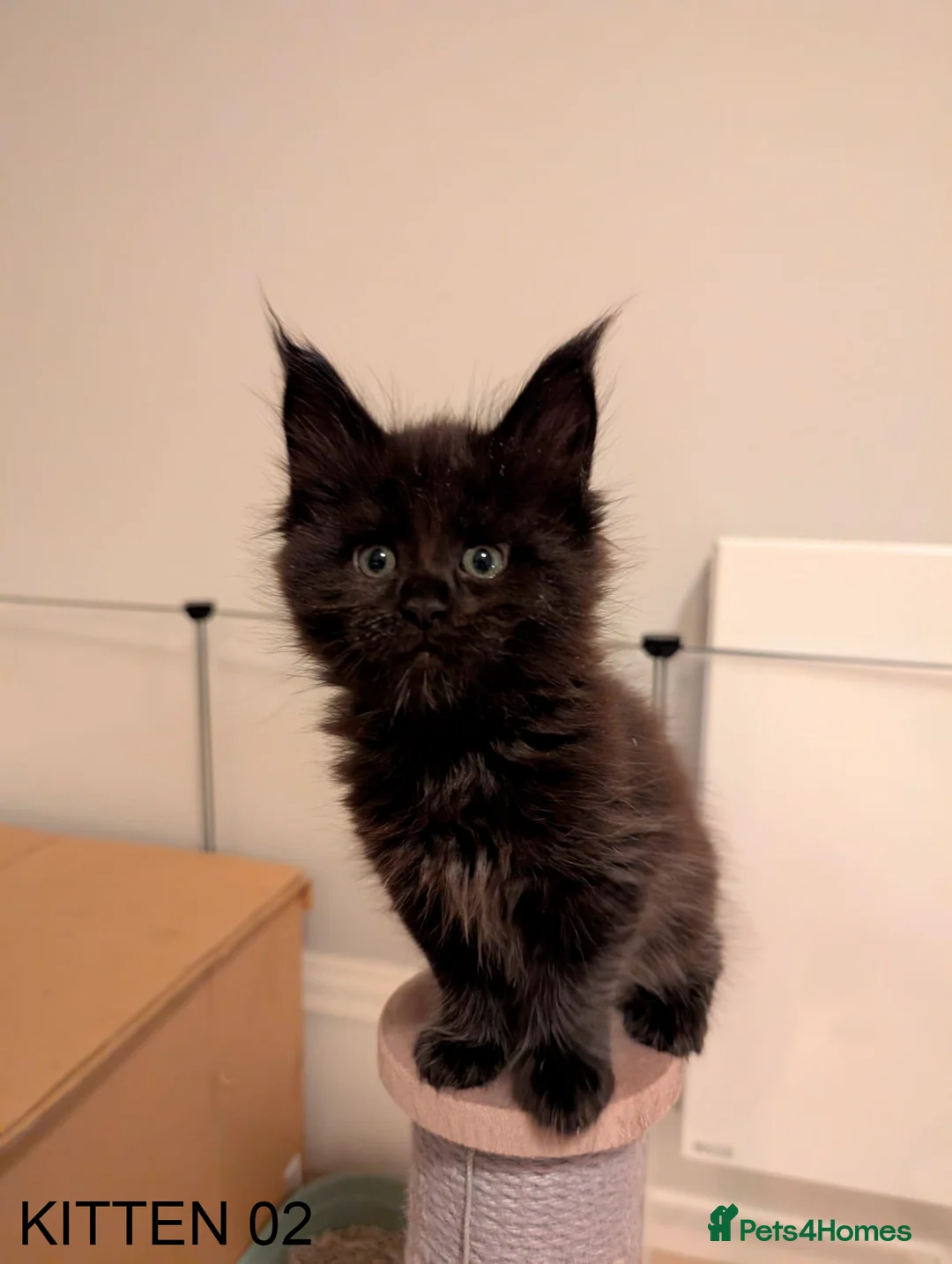 Maine Coon cats for sale: PURE BREED MAINE COON KITTENS READY EARLY MARCH - Advert 14