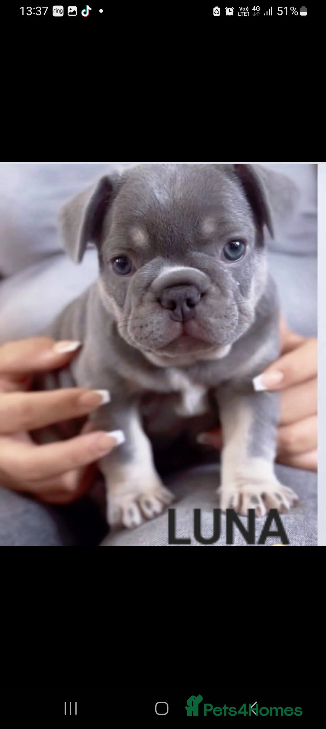 French Bulldog dogs for sale: 🐾 Girl French Bulldog [15 Weeks Old] 🐾  - Image 5