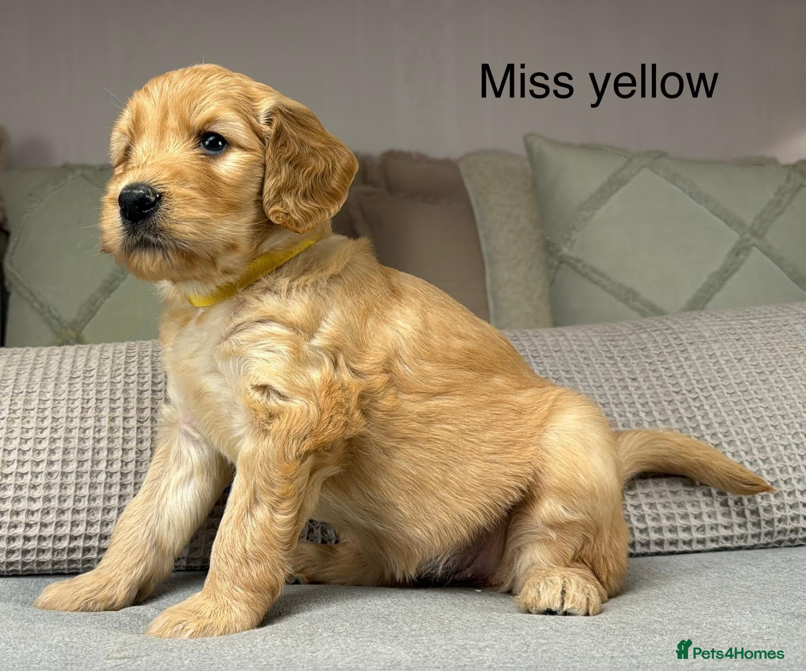 Goldendoodle dogs for sale: HEREDITARY HEALTH TESTED MUM. DNA TESTED DAD - Advert 1