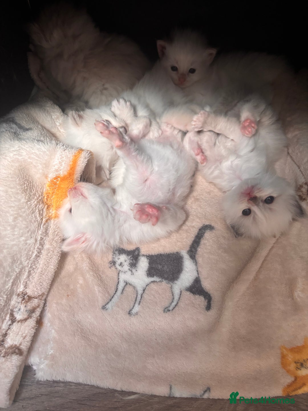 Ragdoll cats for sale: Ragdoll Kittens  - Image 1