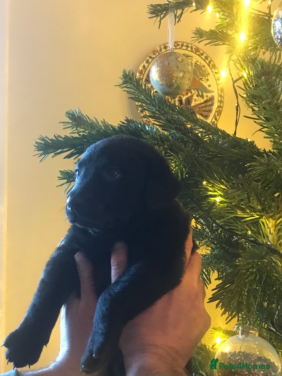 Labrador Retriever dogs for sale: Gorg KC reg labradors with amazing lineage - Advert 32