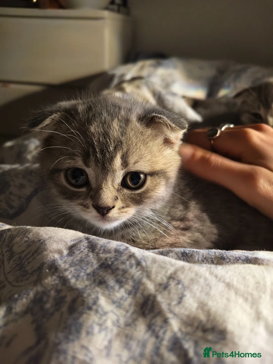 Scottish Fold cats for sale: 5 Pedigree Beautiful Loving Scottish Folds  - Advert 31