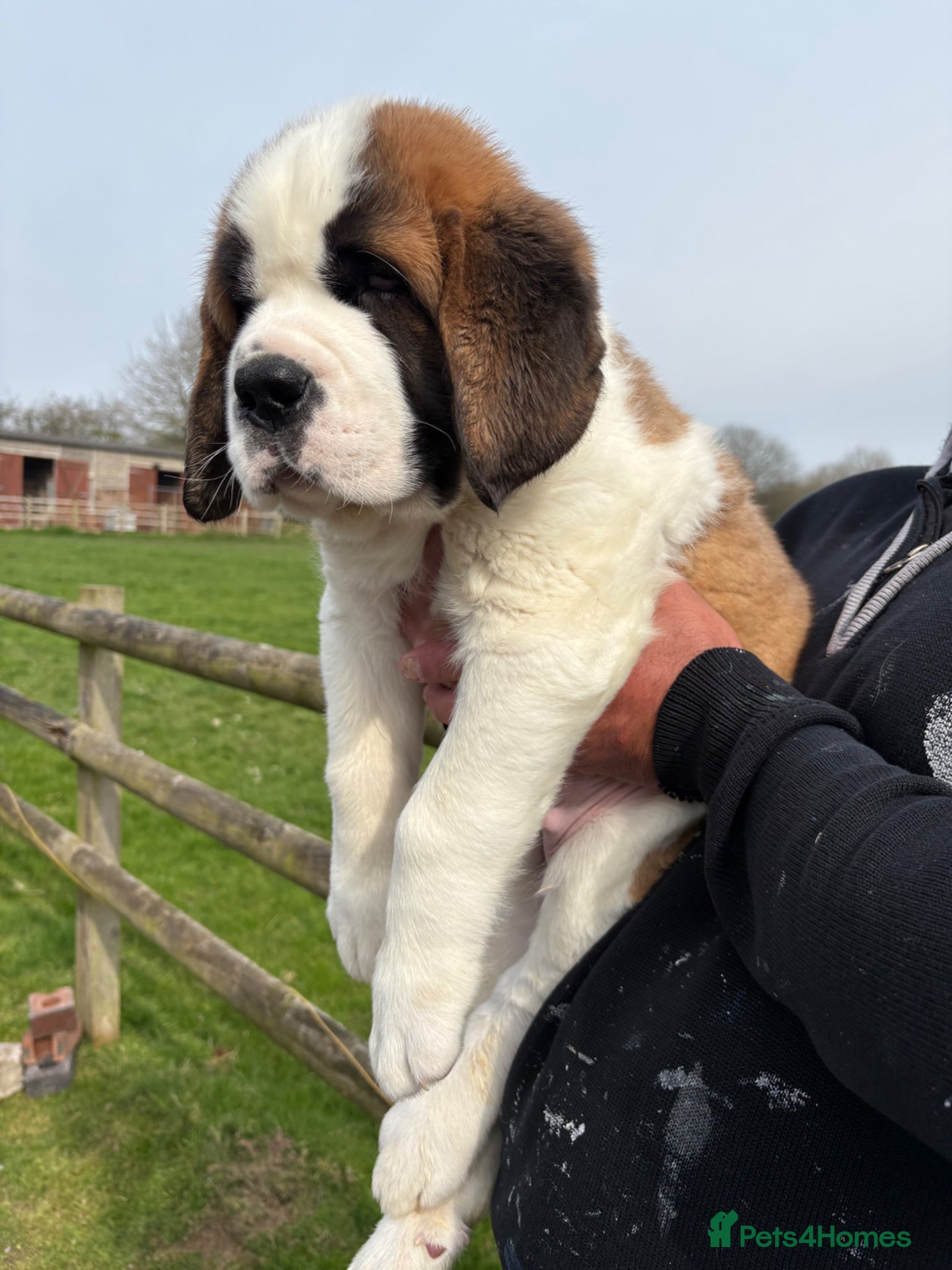 Saint Bernard dogs Last boy left! Over 10kg already !!! - Advert 1